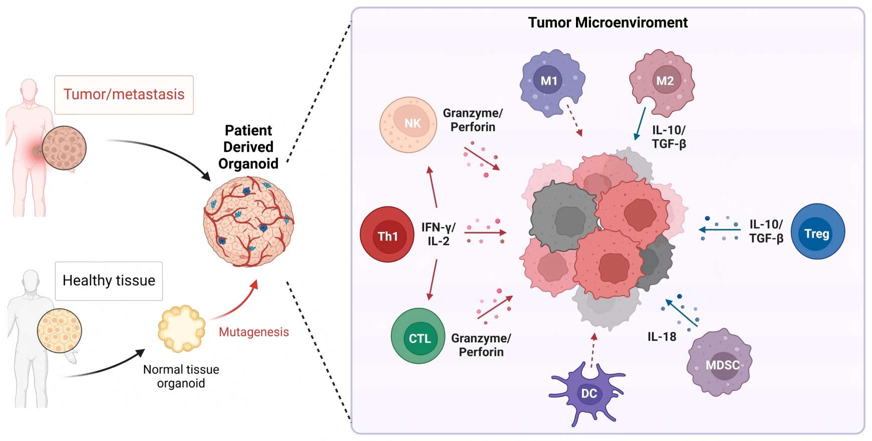 Schematic diagram showing how patient-derived organoids replicate the tumor microenvironment and cellular interactions.