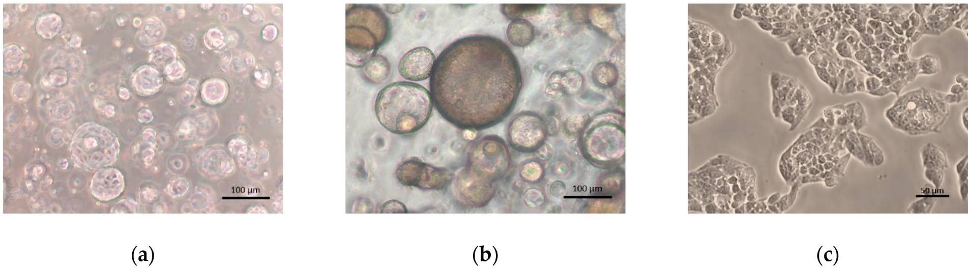 Morphology of 3D human liver organoids and HepG2 cells.