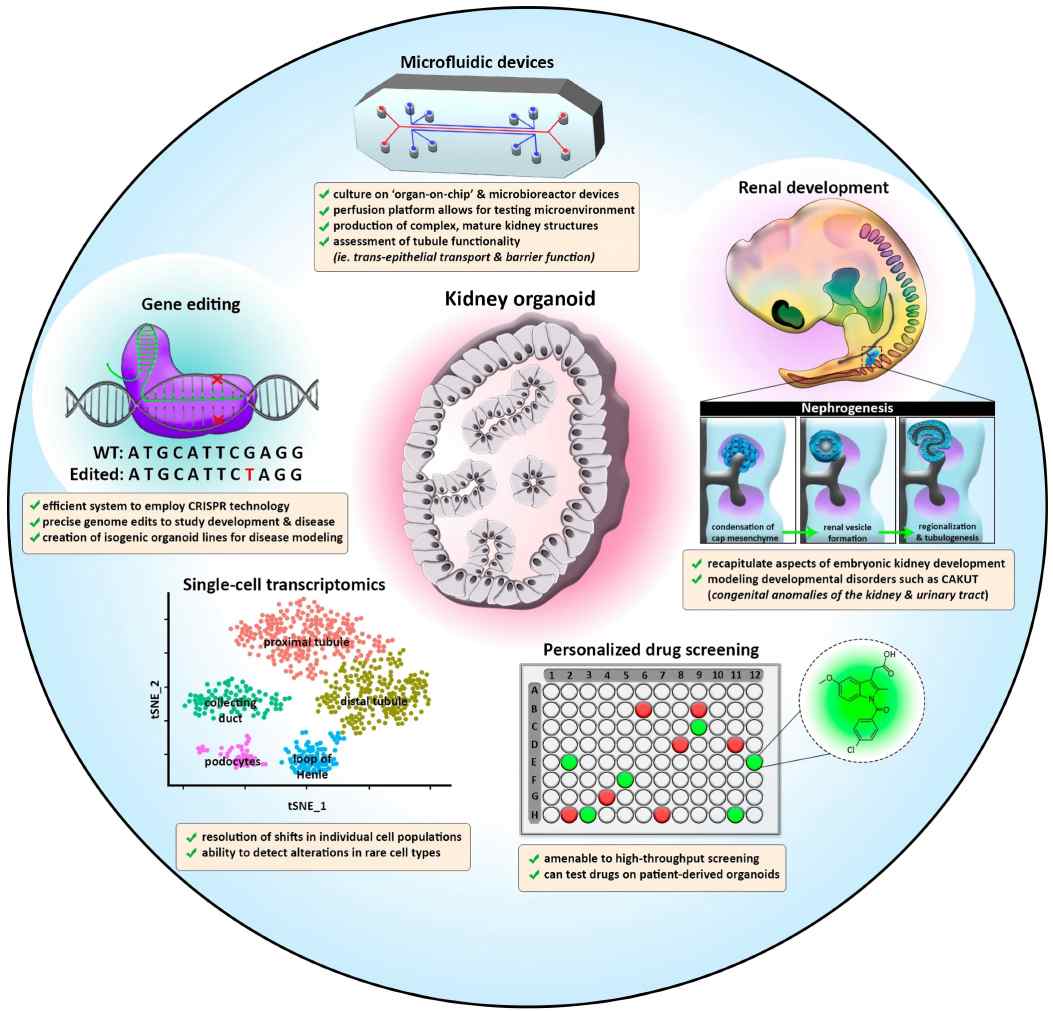 Diagram illustrating the evolving applications of kidney organoid technologies.