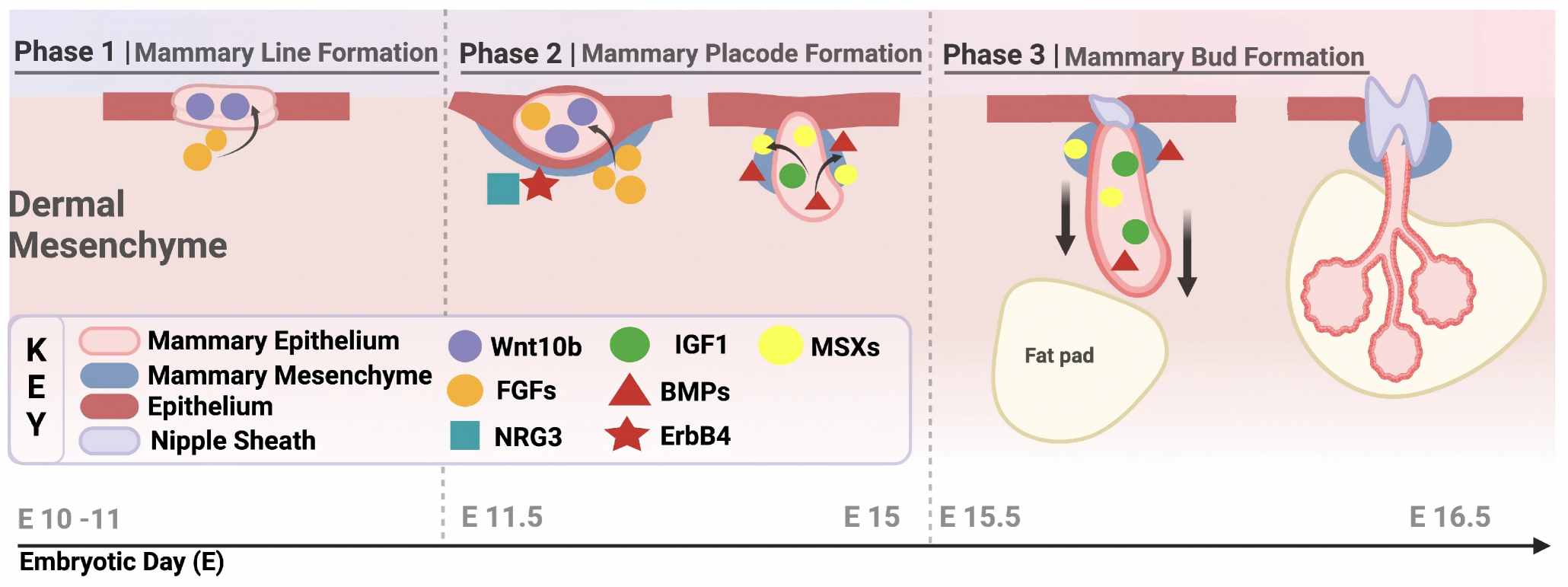 Diagram illustrating embryonic mammary gland development stages.