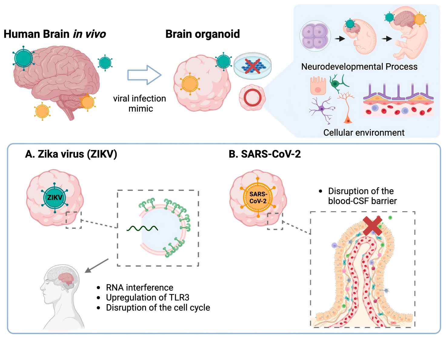 Diagram showing the advantages of using brain organoids to model CNS viral infections.