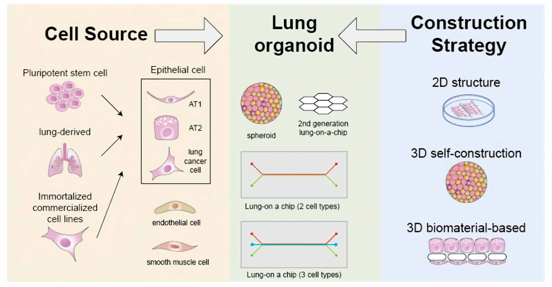 Diagram illustrating cellular and assembly strategies for lung organoid construction.