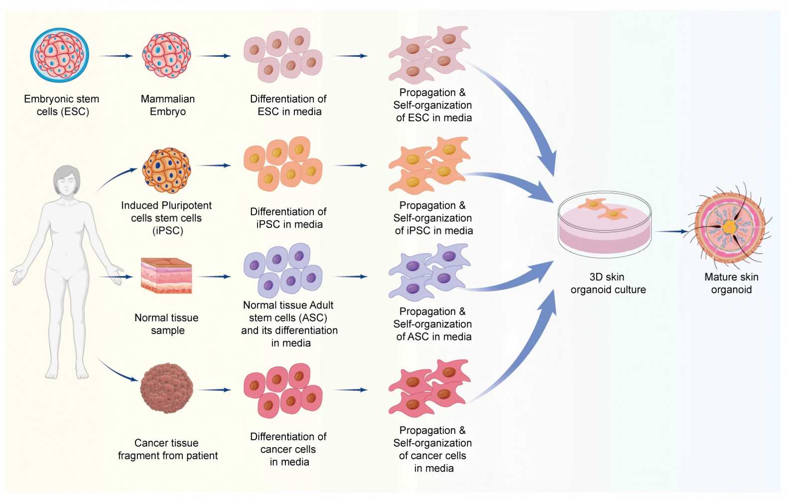 Diagram showing the process of skin organoid generation.