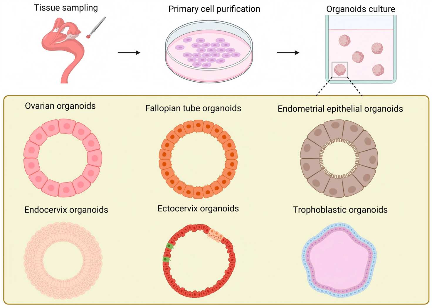 Schematic illustration of the generation of organoids in various female reproductive tracts.