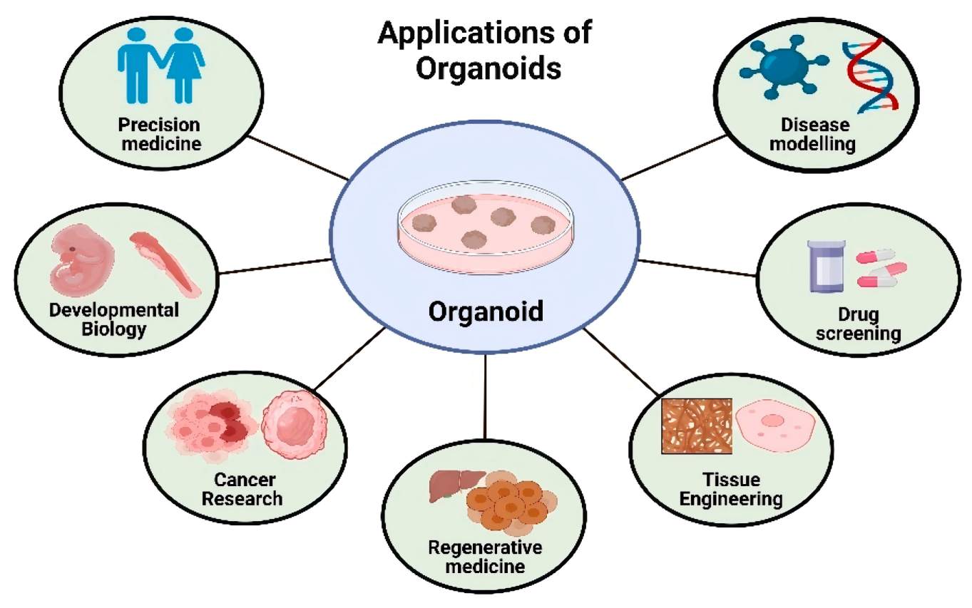Infographic showing the diverse medical and research applications of organoid technology, ranging from drug screening to regenerative medicine.
