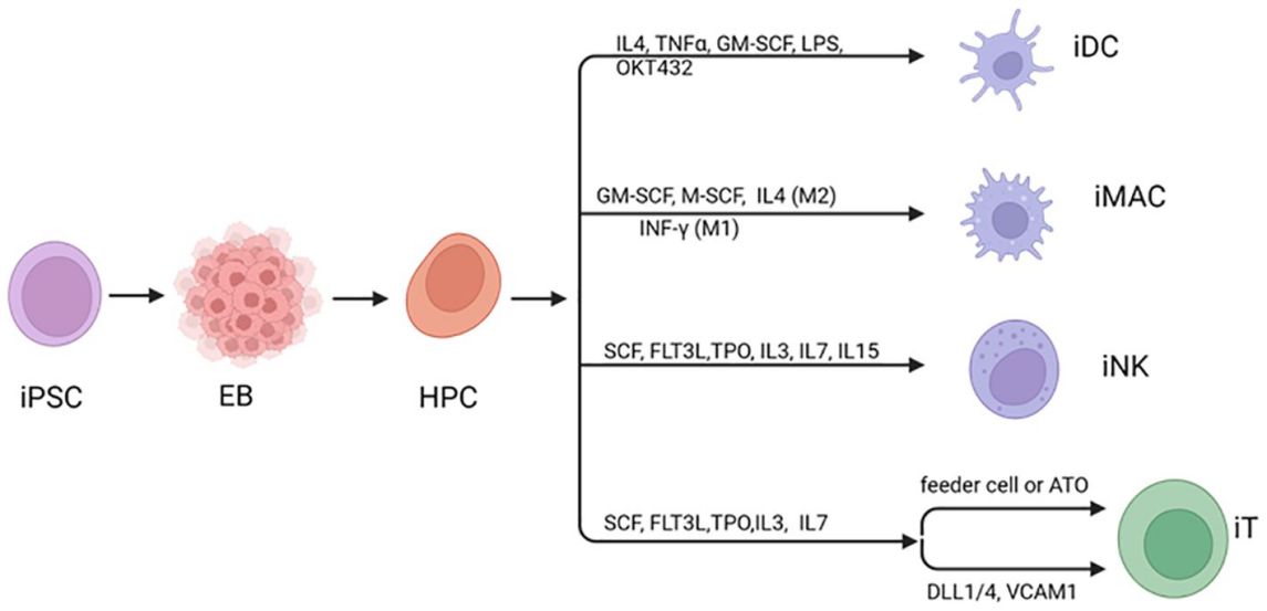 Human iPSC differentiate to hematopoietic cells.(OA Literature)