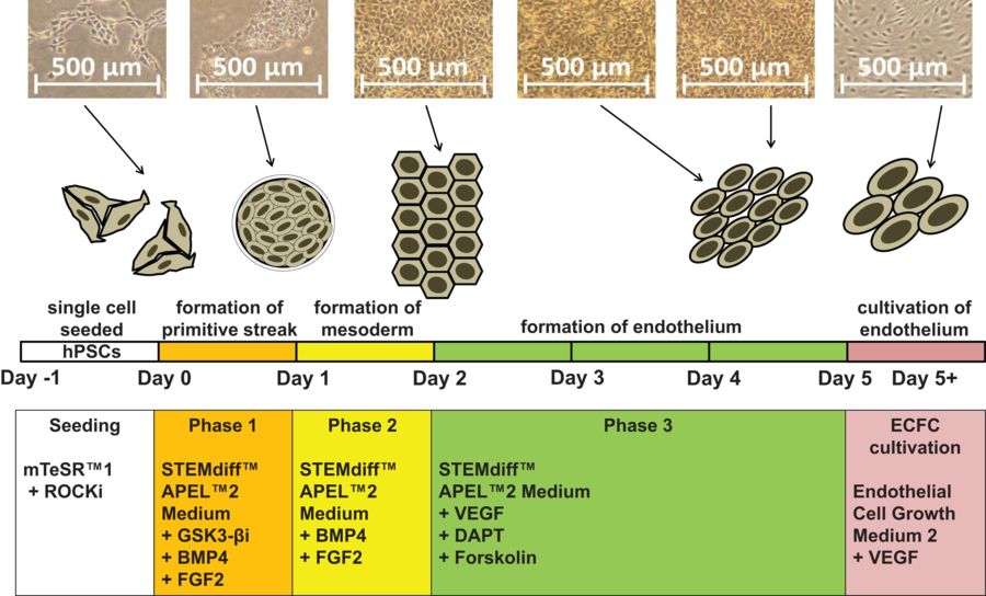 Endothelial progenitor cells produced from hPSCs.(OA Literature)