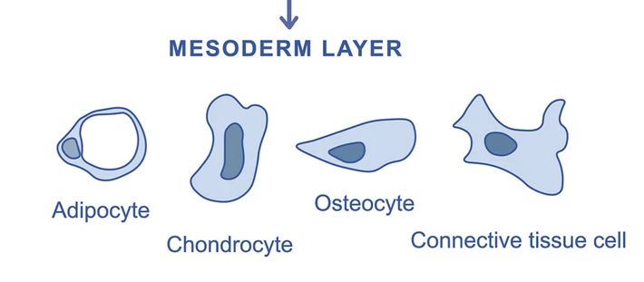 The mesoderm produces a wide range of tissues and organ systems.(OA Literature)