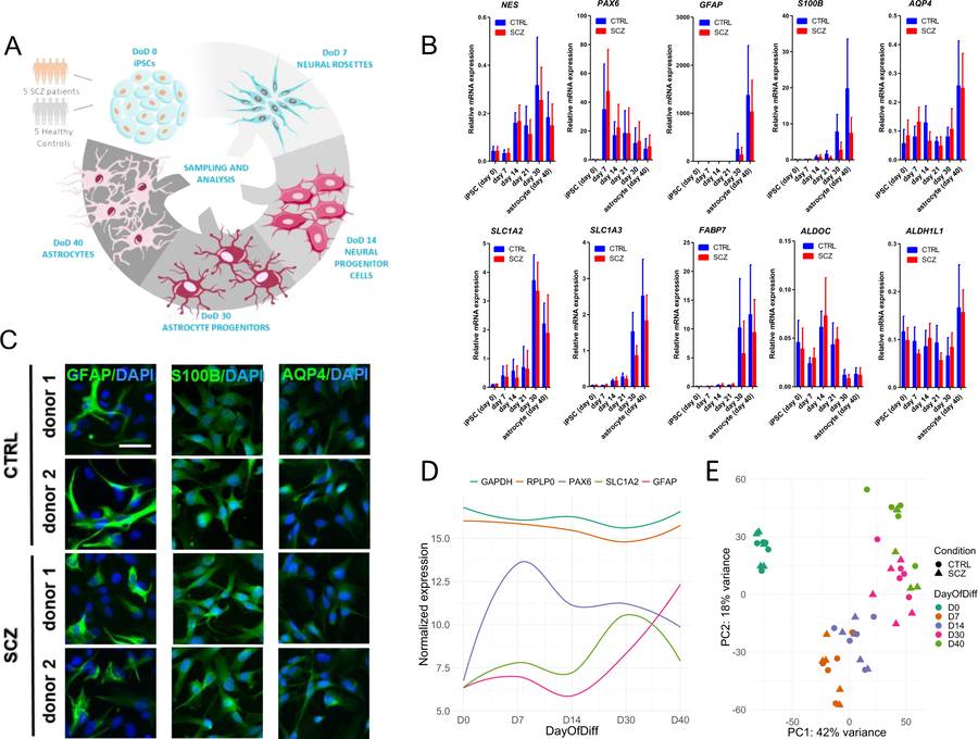 Molecular characterization of differentiating iPSC-derived astroglia. (OA Literature)