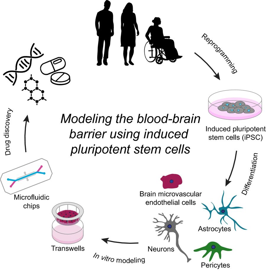 Overview of modeling the blood–brain barrier using induced pluripotent stem cells. (OA Literature)