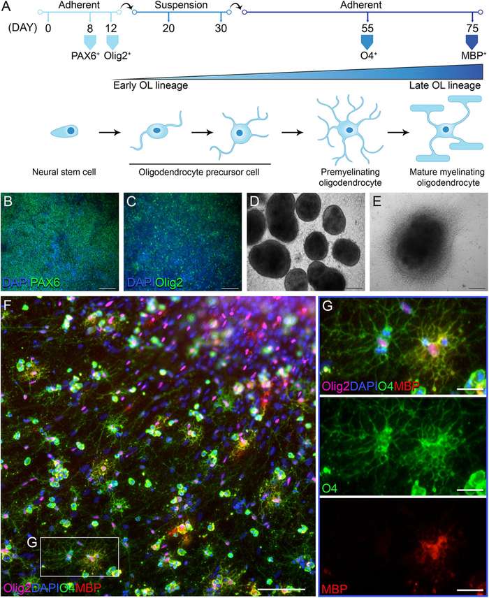 Human induced pluripotent stem cell lines efficiently differentiate into O4. (OA Literature)