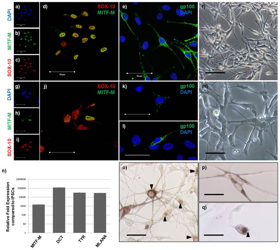 Generation and Characterization of iPSC-derived melanocytes. (OA Literature)