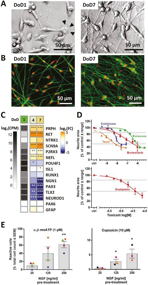 Characterization of Human Sensory Neurons Generated from Non-Modified iPSCs. (OA Literature)