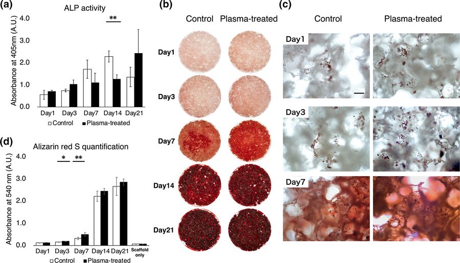 ALP activity of stem cells. (OA Literature)