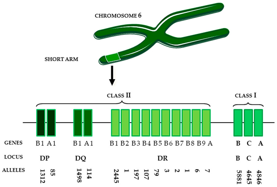 HLA genes are located on chromosome 6. (OA Literature)