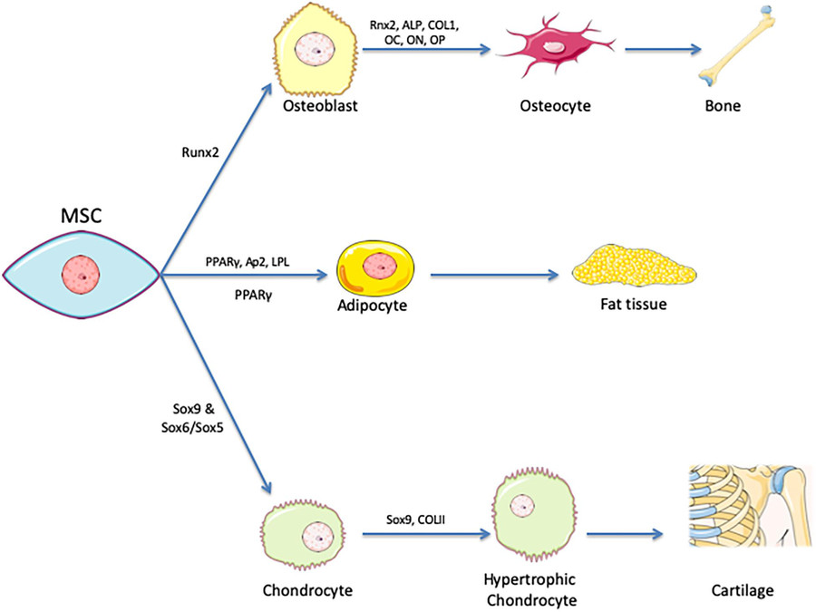 Mesenchymal stem cells are identified by their ability to differentiate into chondrocytes, adipocytes, and osteoblasts. (OA Literature)