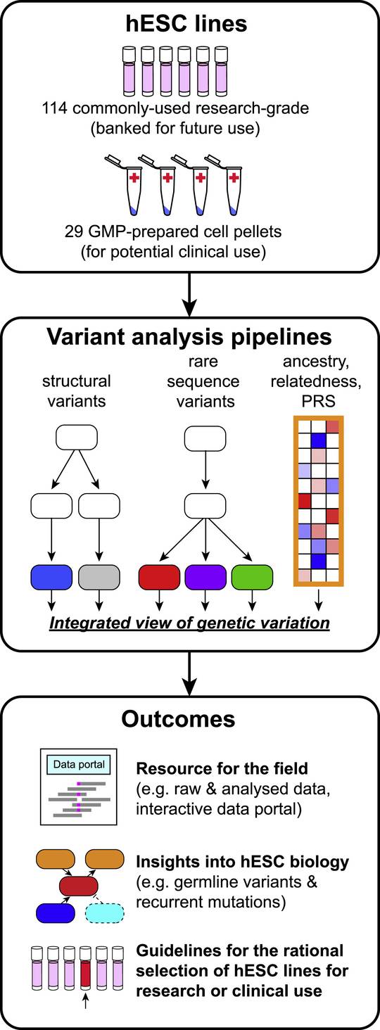 Whole-genome analysis of human embryonic stem cells. (OA Literature)