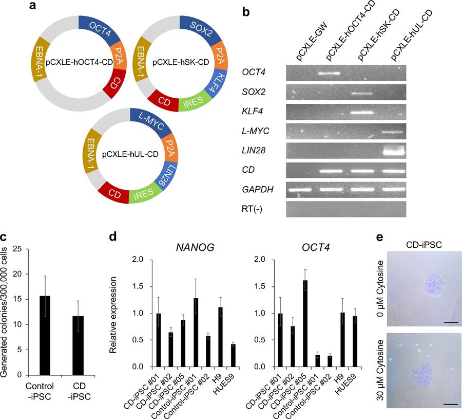 The reprogramming of fibroblasts with synthetic mRNAs. (OA Literature)