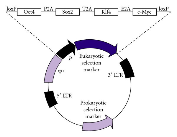 Retroviral reprogramming vector designed to deliver four reprogramming factors. (OA Literature)