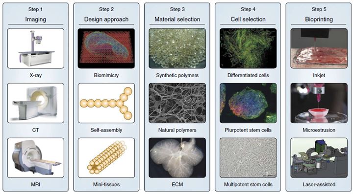 A typical process for bioprinting 3D tissues. (Murphy, 2014)