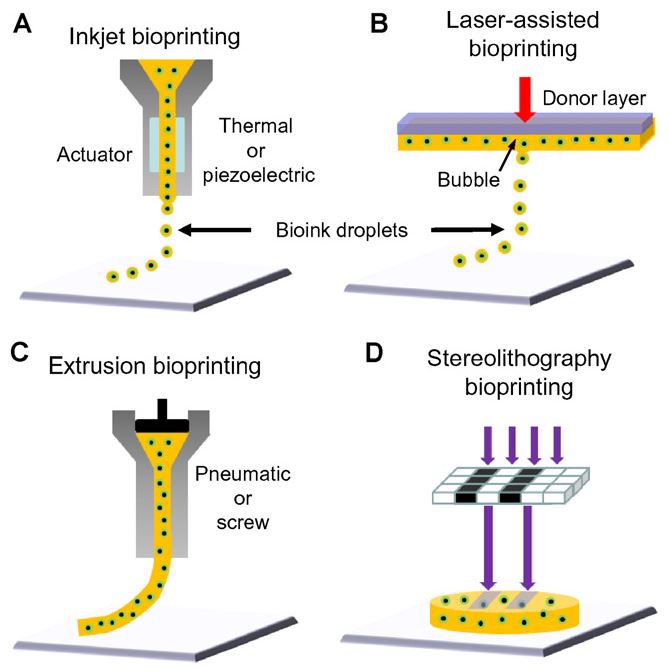 Four types of bioprinting. (Mandrycky, 2016)