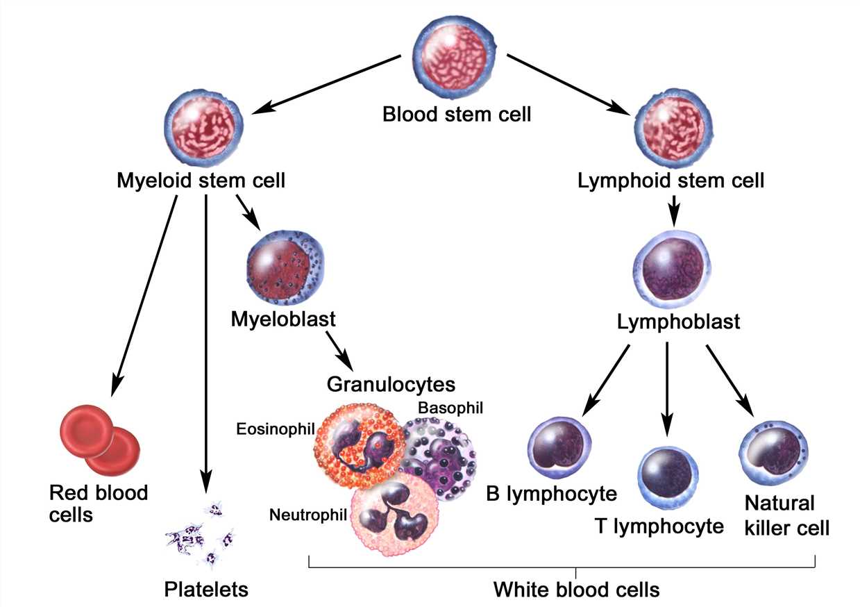 The differentiation of blood stem cells.