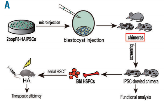Characterization of 2bopF8-hemophilia A-induced pluripotent stem cell (HA-iPSC)-derived hematopoietic stem and progenitor cells (HSPC) from chimeric mice.