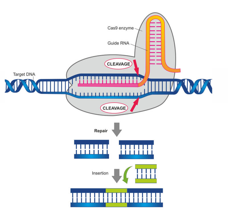 Schematic of (epi) genome editing by CRISPR-Cas9.