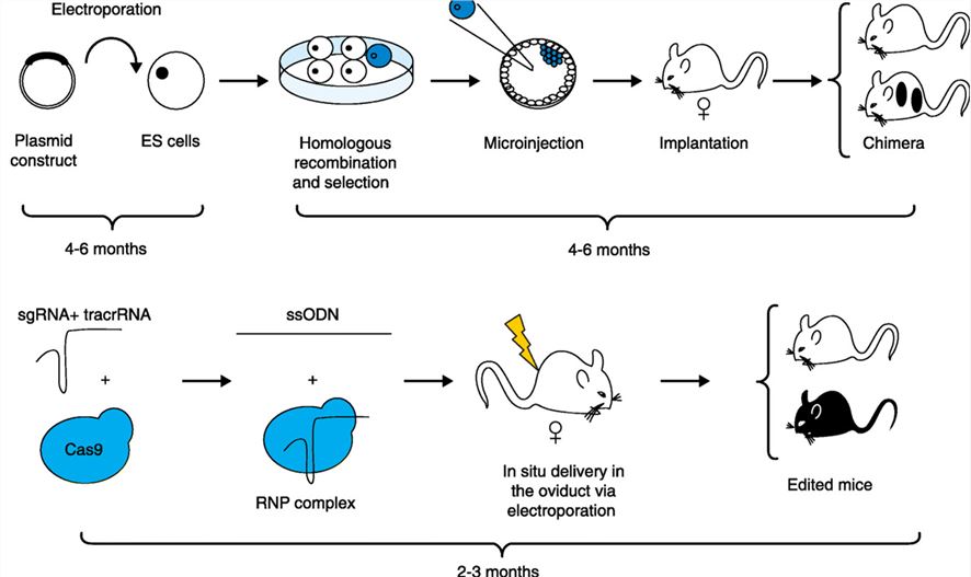 Generation of knockout or knock-in mice using CRISPR/Cas9 in embryonic stem (ES) cell. (Burgio, 2018)