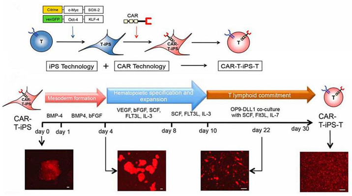 Differentiation of CAR-engineered T-iPSCs into CD19-specific functional T lymphocytes.