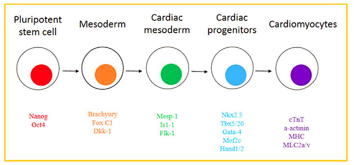 Differentiation steps from pluripotent stem cells to cardiomyocytes and their markers.