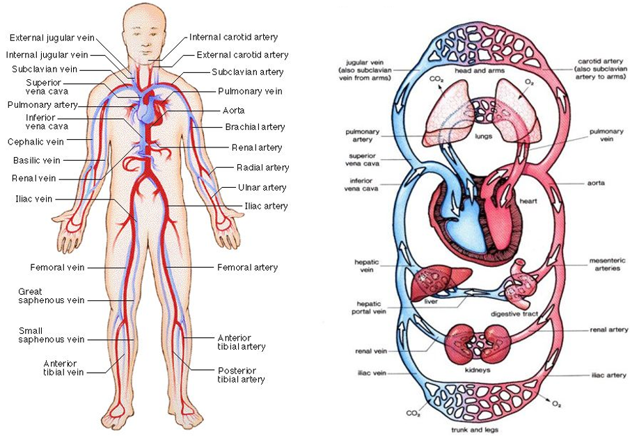 The circulatory system.