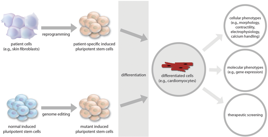 IPSCs for cardiovascular disease modeling and precision medicine studies.