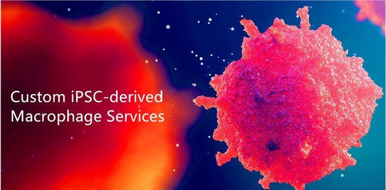 Custom iPSC-derived Macrophage Services.