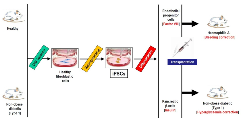 Induced pluripotent stem cells application to the treatment of hemophilia and diabetes mellitus.