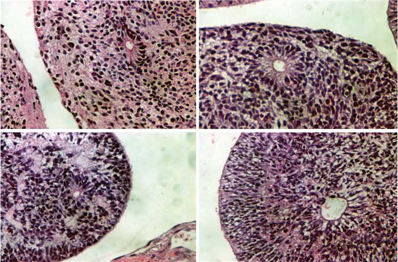 Histological evidence of germ layer differentiation in embryoid bodies.