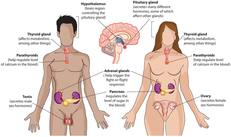 The endocrine system.