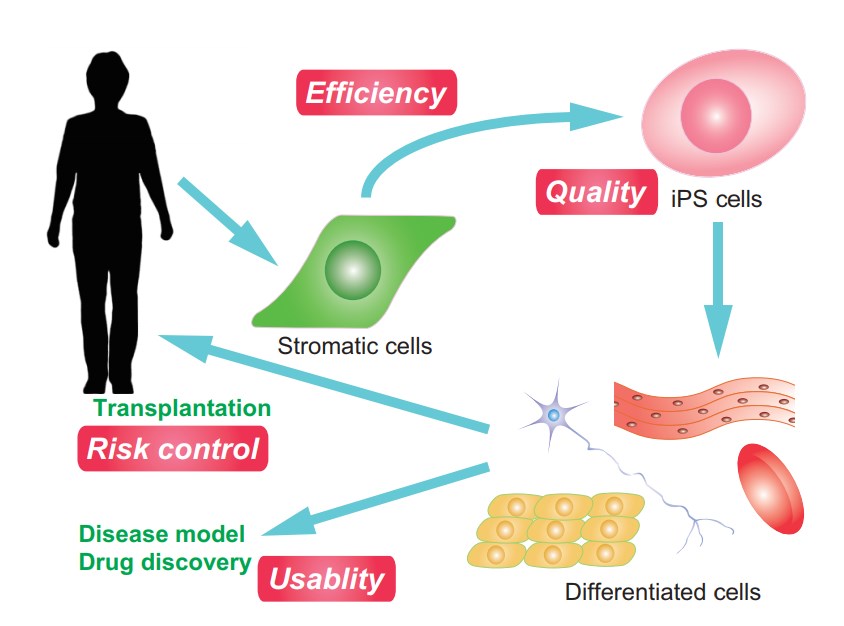 A schematic illustration of iPS cell research and the applications.
