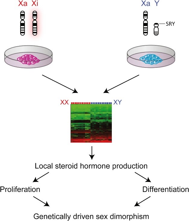 SRY in steroid hormone production and gender dimorphism.