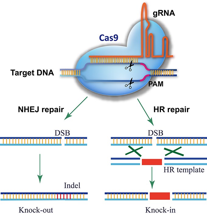 Genome editing using CRISPR/Cas9.