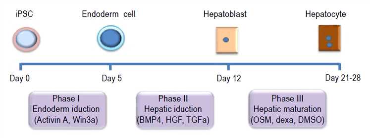 The experimental outline of differentiation of human iPSCs into functional hepatocytes.