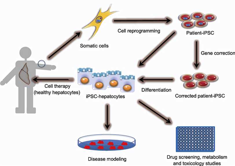 The experimental outline of differentiation of human iPSCs into functional hepatocytes.