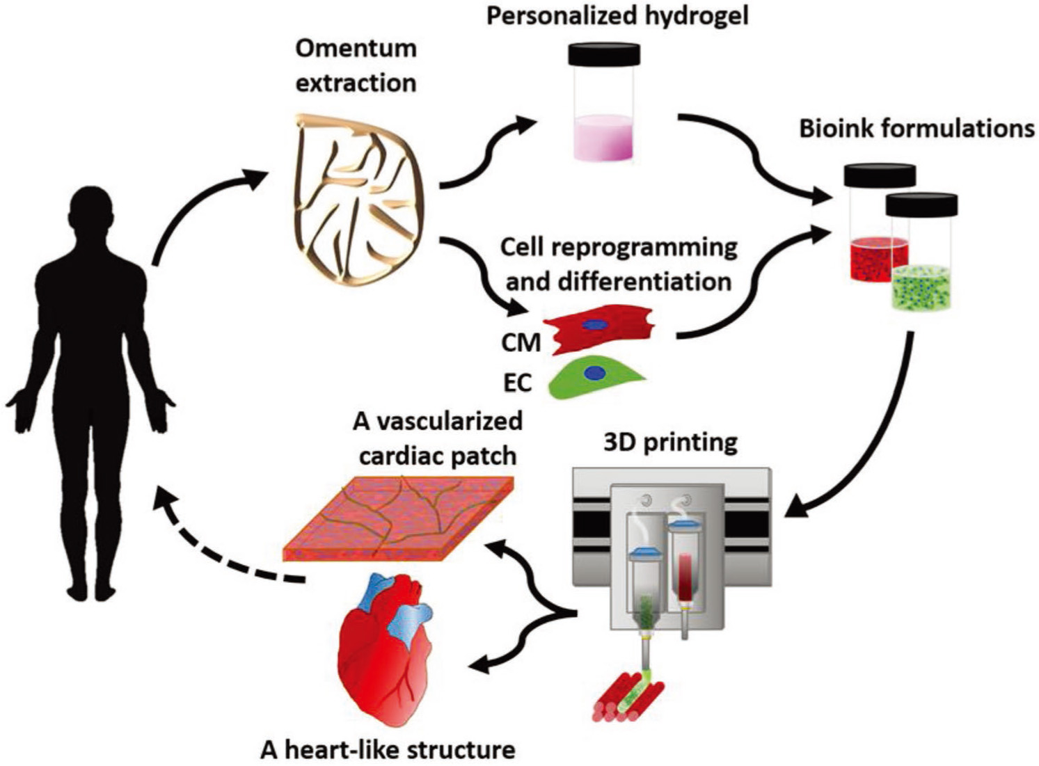 The heart derived from the 3D bio-printing of iPSC.