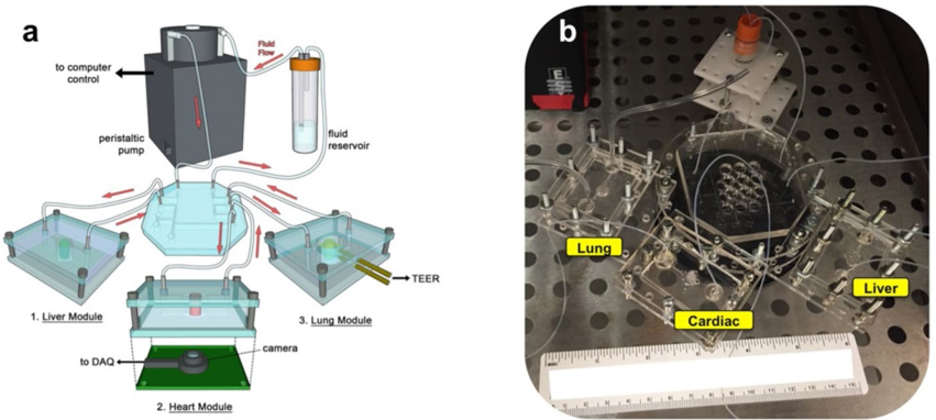 Photograph of the modular multi-tissue organ-on-a-chip hardware system.