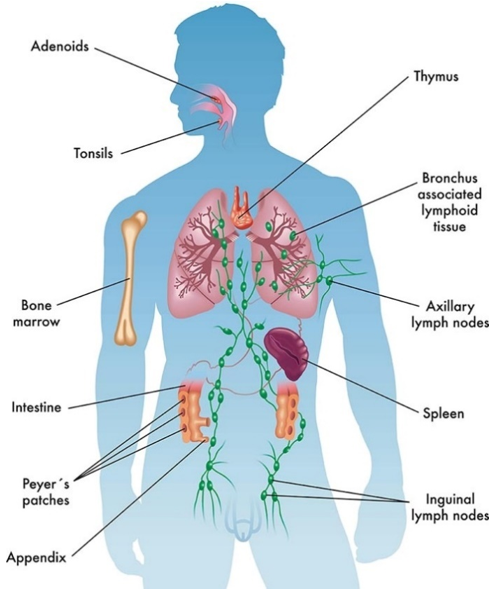 Organs of the immune system. 