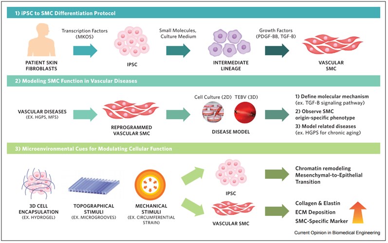 Schematic overview of approaches to 1) differentiate smooth muscle cells (SMC) from induced pluripotent stem cells (iPSC), 2) use SMC to model vascular diseases, and 3) modulate cellular function through different microenvironmental cues.