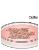 Isolation and Maintenance of Epithelial Stem Cell