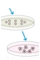 Isolation and Maintenance of Epithelial Stem Cell