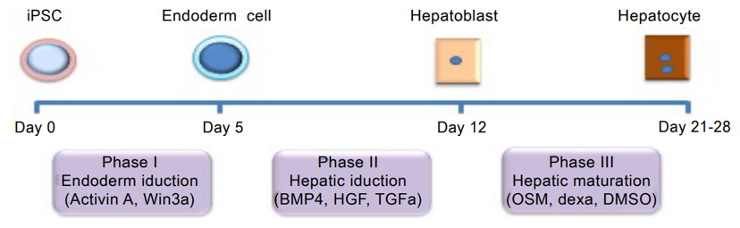 Schematic showing the experimental outline of differentiation of human iPS cells into functional hepatocytes.
