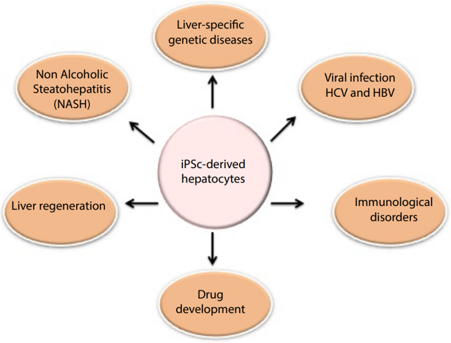 Utilities of iPSC-derived functional hepatocytes for disease modeling and other applications.